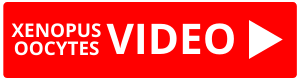 Watch Xenopus Oocytes Video